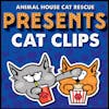 Cat Clips: A Competition in Cuteness!
