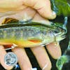 S2, Ep 115: Central VA Fishing Report with TaleTellers Fly Shop