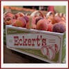 Harvesting Memories: The Evolution of Farming and Family Entertainment at Eckert's Orchards