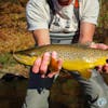 S5, Ep 142: East Tennessee Fishing Report with Ellis Ward