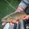 S4, Ep 103: Central PA Fishing Report with TCO Fly Shop