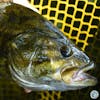S4, Ep 107: Southwest VA Fishing Report with Matt Reilly