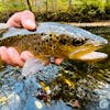 S4, Ep 137: Central PA Fishing Report with TCO Fly Shop