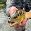S5, Ep 139: Central Pennsylvania Fishing Report with TCO Fly Shop