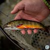 S4, Ep 119: Western NC Fishing Report with Tuckaseegee Fly Shop