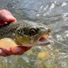 S6, Ep 30: Central Pennsylvania Fishing Report with TCO Fly Shop