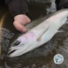 S2, Ep 139: Steelhead Alley Outfitters Fishing Report