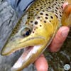 S5, Ep 151: Central Pennsylvania Fishing Report with TCO Fly Shop