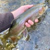 S6, Ep 21: Central Pennsylvania Fishing Report with TCO Fly Shop