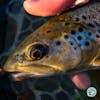 S4, Ep 16: Central PA Fishing Report with TCO Fly Shop