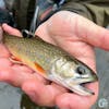 S5, Ep 134: Central Pennsylvania Fishing Report with TCO Fly Shop
