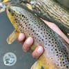 S2, Ep 138: Central PA Fishing Report with TCO Fly Shop