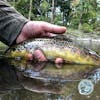 S2, Ep 124: Central PA Fishing Report with TCO Fly Shop