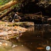 S5, Ep 133: Central Virginia Fishing Report with TaleTellers Fly Shop