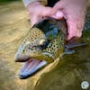 S5, Ep 82: Central PA Fishing Report with TCO Fly Shop