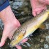 S5, Ep 129: Central Pennsylvania Fishing Report with TCO Fly Shop
