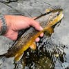 S4, Ep 131: Central PA Fishing Report with TCO Fly Shop