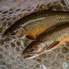 S4, Ep 112: Western NC Fishing Report with Tuckaseegee Fly Shop