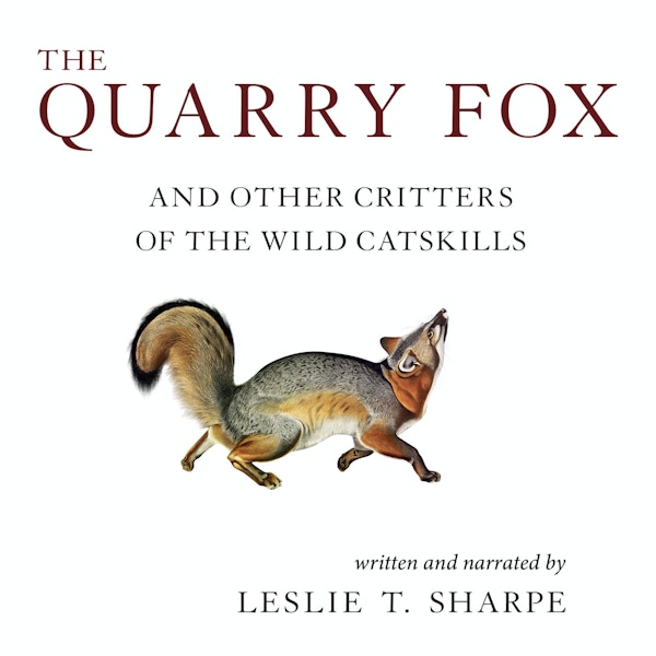 The Quarry Fox: and Other Critters of the Wild Catskills