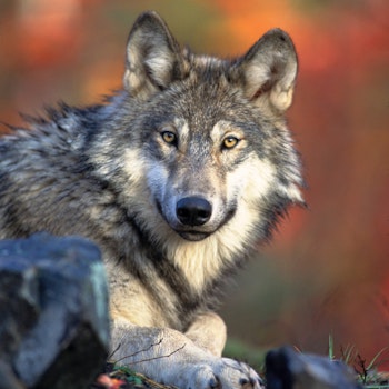 Gray Wolves: Predator or Victim ?