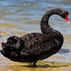 The Black Swan and Predictions for 2021