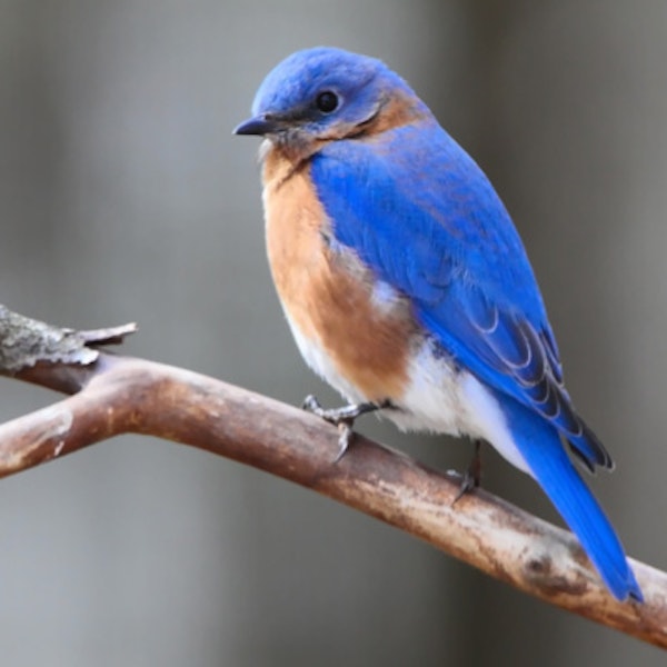 The Bluebird Chronicles: A Catskills Romance