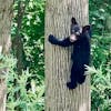 Black Bears 🐾 Sharing Space