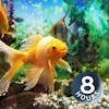 Fish Tank Soothing Water Sounds 8 Hours
