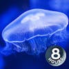 Water Sounds Jellyfish Aquarium 8 Hours (Best with Headphones) I Underwater White Noise for Relaxation