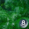 Rain Falling Sounds in Forest | 8 Hours Relaxing Rainstorm for Sleep, Studying or Stress Relief