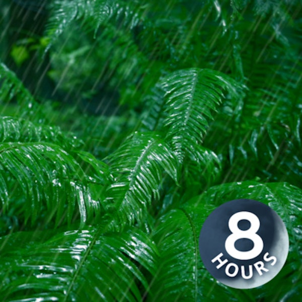 Rain Falling Sounds in Forest | 8 Hours Relaxing Rainstorm for Sleep, Studying or Stress Relief