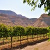 Visit Palisade and a surprise Colorado grape: Graciano