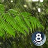 Australian Rainforest Rain Sounds for Sleeping or Focus I White Noise Rainstorm 8 Hours
