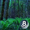 Nighttime Rain Sounds in Rainforest | 8-Hour Storm Sleep Noise