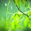 Rain Sounds for Sleep, Relaxation or Focus 12 Hours