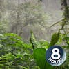 Tropical Rainstorm Sounds in Rainforest | 8 Hour Rain White Noise (No Thunder)