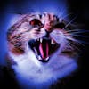 Ep.206 – Feline Troubles - Furry Terror is Waiting in the Dark!