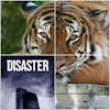 Obscura Presents: Disaster - Alligator and Tiger Doublesode