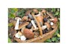 Mushrooms as Wellness Ally