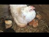 Speckle Hatching Her Chicks