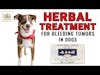 Herbal Treatment for Bleeding Tumors in Dogs │ Dr. Demian Dressler Q&A