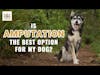 Is Amputation the Best Option for My Dog? │ Dr. Nancy Reese Q&A
