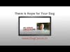 Dog Cancer Video Trailer DogCancer.tv