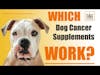 Dog Cancer Supplements and Dog Cancer Remission │ Dr  Demian Dressler Q&A