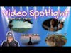 Video Spotlight ep.3