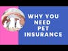 Understanding Pet Insurance and Why You Need It