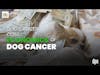 Dog Cancer Cost: Economics of Dog Cancer | Dr. Megan Duffy