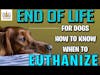 End of Life for Dogs - How to Know When to Euthanize │ Dr. Demian Dressler Q&A