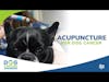 Acupuncture for Dog Cancer | Dr. Narda Robinson