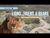 Lions, Tigers and Bears
